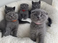 BRITISH SHORTHAİR & SCOTTISH FOLD YAVRULARIM 
