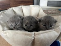 3 tane dişi kırık kulak güzeller güzeli scottish fold bebek
