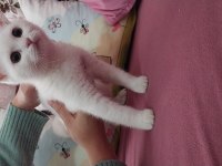 Üst düzey british shorthair bebekler