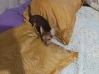 Görüşülür chihuahua