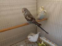 Yavru muhabbet kuşu
