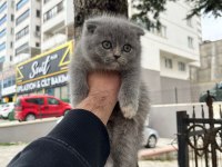 Bebek Scottish Fold Orijinal