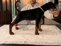 A şecereli şampiyon kan hattından son dişi doberman