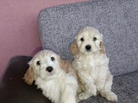Bu bambaşka maltipoo