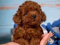 TOY POODLE YAVRULARI