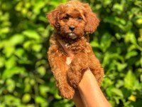 Irk ve Sağlık Garantili Orjinal Maltipoo Yavrular