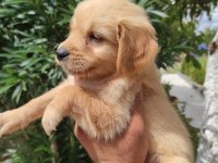 AİLEYE UYGUN MALTİPOO BEBEKLERİMİZ
