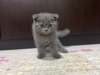 Gri british shorthair yavrularımız