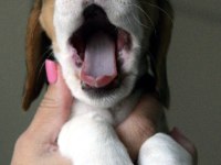 Avcı Beagle yavrularım