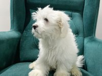 Maltese yavrular