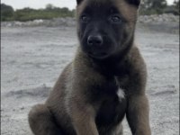 Belçika Kurdu Köpeğimiz