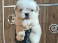 Kore Maltese Yavrular