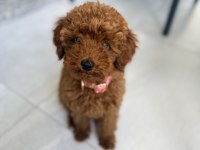 4 aylık Toy poodle