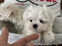 Tea cup kore man maltese ziyarete açık