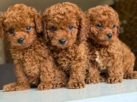 Orijinal toy poodle bebeklerimiz