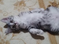3 aylık british shorthair yavrumuza yuva arıyoruz