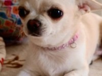 Şivava, chihuahua yavrularımıza yuva arıyoruz