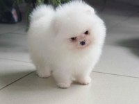 Fcı export sçr belgeli show kalite pomeranian