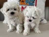 Petmode köpek çiftliğinden kore kan maltese