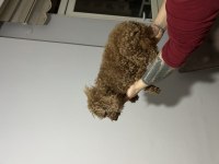 Toy poodle kore kan dişi