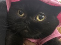 British shorthair kedisi