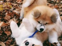 JAPON AKİTA YAVRULARIMIZ