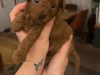 YAVRU ERKEK TOY POODLE