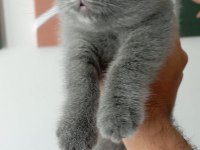 British Shorthair Mersin