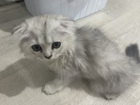Çok tatlı scottish fold yavrumuz