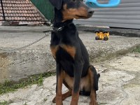 7 AYLIK DİŞİ DOBERMAN