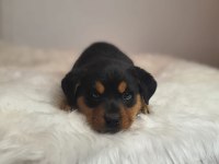 Rottweiler kızımız