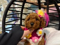 Toy poodle garantili bebekler