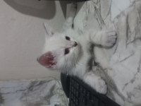 Son 2 erkek british longhair