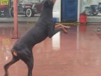 Has Doberman Köpeği Burada