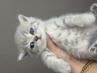 British Shorthair Bebekler