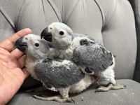 BEBEK JAKO PAPAĞANLARI