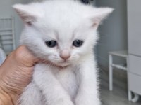 Bembeyaz pamuk minnoş teslime hazır