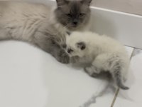 Ragdoll bebekleri