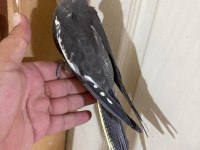 EVİNİZE MASKOT 50 GÜNLÜK GREY SULTAN BEBEK