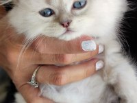 Dünyalar güzeli minik scottish fold kızımız