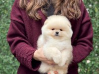 Ayıcık Surat Pomeranian Boo Yavrular
