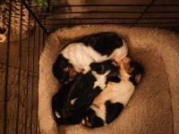 Muhteşem cavalier king charles bebekler tricolor bleinheim