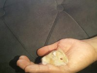 Hamster Gonzales Suriye Anaç ve yavrular