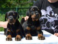 Safkan doberman yavrular