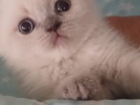 40 günlük scottish fold evimizin yavruları