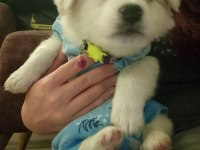 Maltese terrier 2 aylık