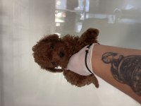 Efsane Poodle Yavrularımız