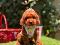 Safkan Toy Poodle Yavrularımız