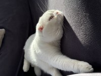 Safkan mavi gözlü scottish fold ismine duyarlı
