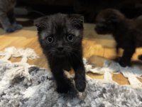 2 aylık scottish fold bebekler
